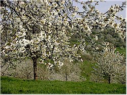 Neunkirchen im Bild Kirschbl&uuml;te in Gleisenhof