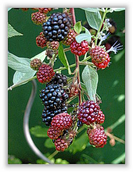 Neunkirchen im Bild Hochsommer <br><span style=