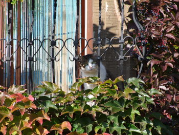 Neunkirchen im Bild <b> letzter sonnig-herbstlicher Gru&szlig; </b>