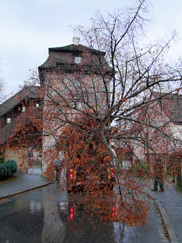 Neunkirchen im Bild Ein Baum zieht um....