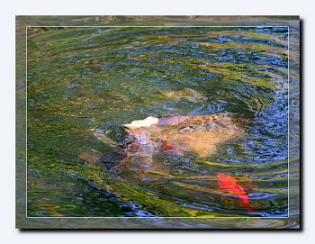 Neunkirchen im Bild Farben im Wasser