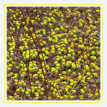Neunkirchen im Bild die erste Farbe nach dem Winter
