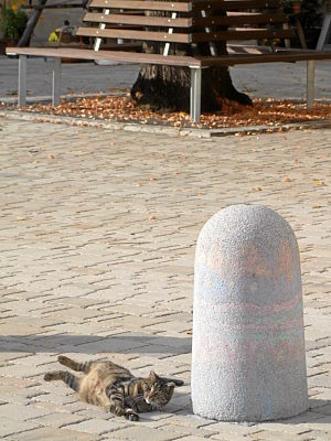 Neunkirchen im Bild Pudelwohl...? Sauwohl...? 